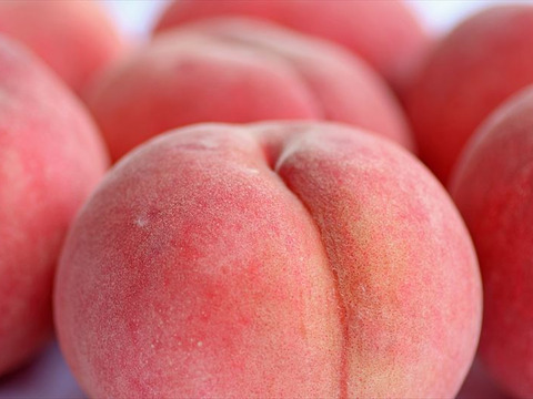 希少な桃　美桃紅　1.5kg 5玉前後　8月下旬【ASIAGAP認証農場：津軽農園】　安心・安全な桃　収穫した日に発送　家庭用　農家直送【朝どれ】