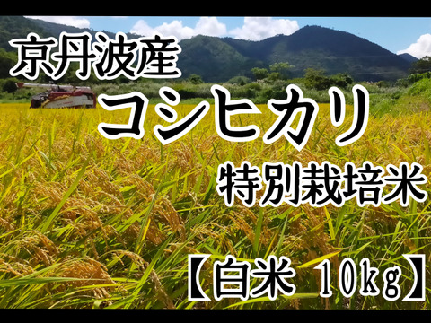 京都の料亭御用達【白米】10kg 
 コシヒカリ 特別栽培米 令和4年産 京丹波産 一等米