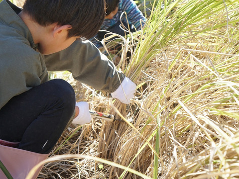 高アミロース・低GI米！豊受白米5㎏【2025年産】