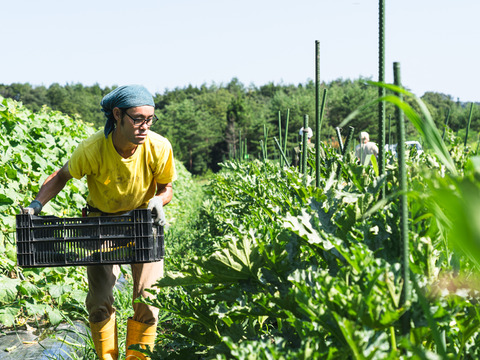 てんとうむしばたけがお届けする旬の有機野菜セット8~9品＜有機JAS認証＞