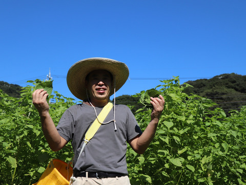 朝採れ!シャキシャキの食感。美味しい 新鮮「えごま」の葉【お試しサイズ５０枚】