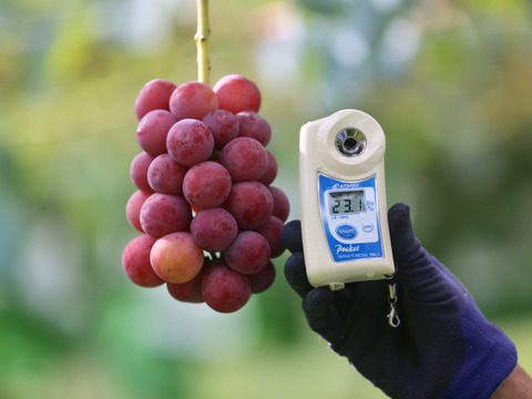 激安【幻の高級ぶどう】クイーンニーナ葡萄（種無し）5kg 幻の高級ぶどう】クイーンニーナ葡萄（種無し） クイーンニーナ