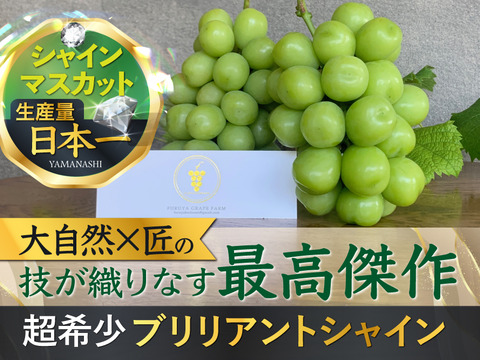 【2023年先行予約】幻のブリリアントシャインマスカット【8月~9月中の贈答用予約】圧倒的糖度20度超え超希少な最高傑作シャイン贈答用約1kg