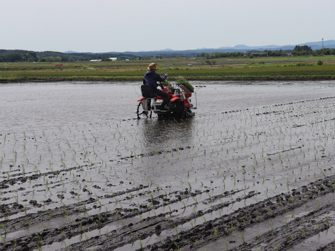 【新米】自然栽培（農薬・有機化学肥料不使用）のお米！ 玄米５kg　令和７年産