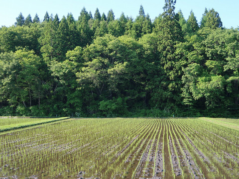 自然栽培（農薬・有機化学肥料不使用）のお米！ 玄米２kg　令和４年産