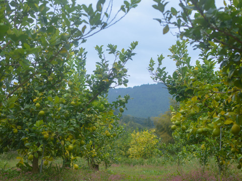 【食べて実感！まろやかな酸味】農薬最小限の鴨川レモン B品5kg