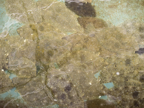 とらふぐのてっさ＆ひらめの薄造り（大皿）/1皿