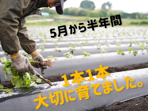 🍠熟成べにはるか🍠千葉県産さつまいも2kg【農薬化学肥料不使用・土付き】