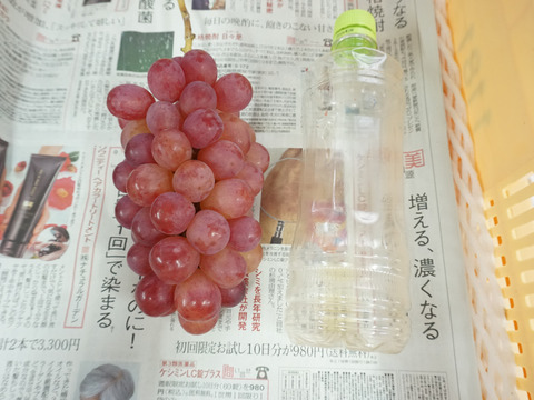 【値引き中！総重量1.5kg以上！】平井利右衛門の赤ぶどう（コトピー/3房）