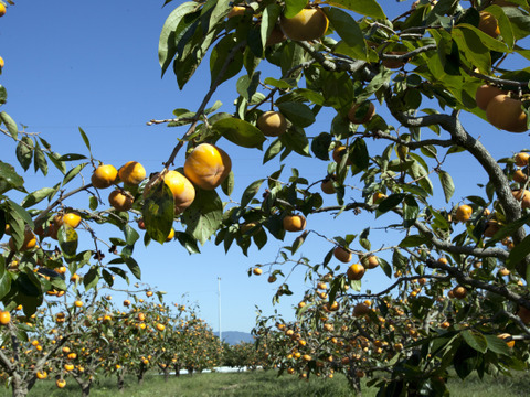【母の日ギフト】柿ふところ餅