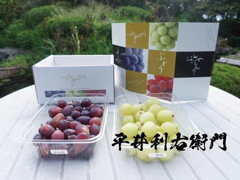 【数量限定！今だけ割引！】平井利右衛門の黒青ぶどうセット(富士の輝、雄宝/粒1.5kg)