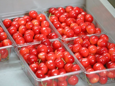 【 さくらんぼ:紅秀峰 】 山形県天童産 1kgバラ詰め 御中元•ご家庭用【 朝どれ 】【 果肉がジューシー 】【 お試し商品 】【 母の日 】【 父の日 】ギフト 御中元
