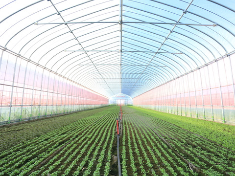 【味に自信あり：業務用】濃い味！山形県産JAS有機ベビーリーフ（500g）