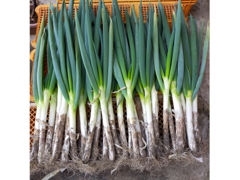 【畑でまっすぐ】青森県十和田市産　長ネギ　焼き・鍋の主役に　2㎏