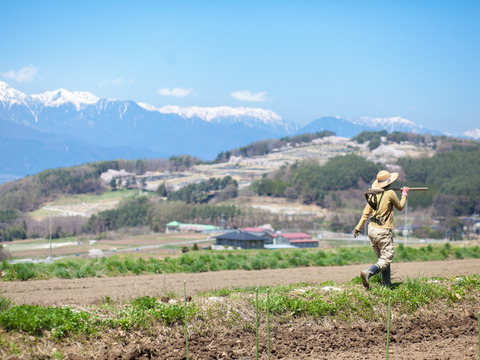 【期間限定】冬越し露地ほうれん草　※農薬化学肥料不使用