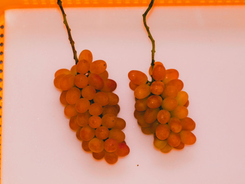 【ヌーベルローズ3房/750g以上】