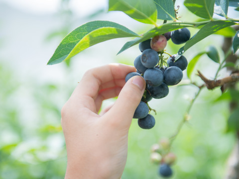 【有機JAS認証】まるまるアイスの実！★お試し用★保存が効く冷凍ブルーベリー500ｇ