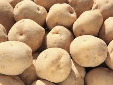 秋を楽しむセット！男爵1Ｋ＆四角豆500ｇ～農薬/化学肥料・不使用