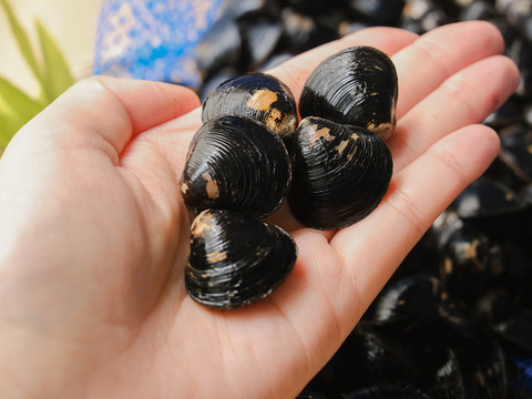 冷凍＞宍道湖産大和しじみ（ヤマトシジミ）LLサイズ・2kg（砂