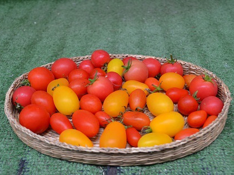 ～奈良からお届け～朝採りなすとミニトマト＆おまかせ野菜3種セット（計８品）