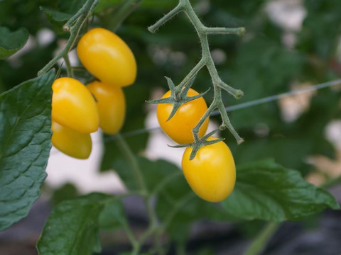 トマト、ミニトマトセット　Iキロ