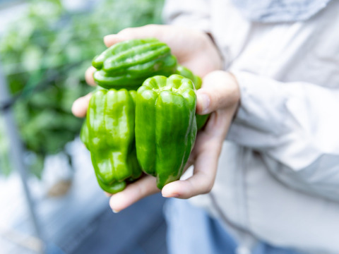 「特別栽培品」【生でガブッと、「たじま」からお届け】　朝採れ発送！　兵庫県香美町産「たじまのピーマン１.５ｋｇ」