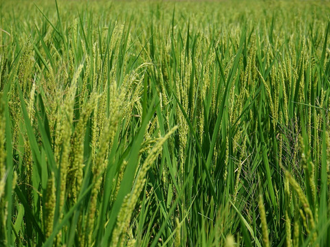 高アミロース・低GI米！豊受白米5㎏【2025年産】