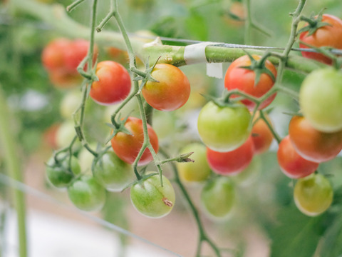 『パクパクが止まらないお方専用・大容量約３ｋｇ』完熟厳選のジューシーなミニトマト【スパルタ栽培】