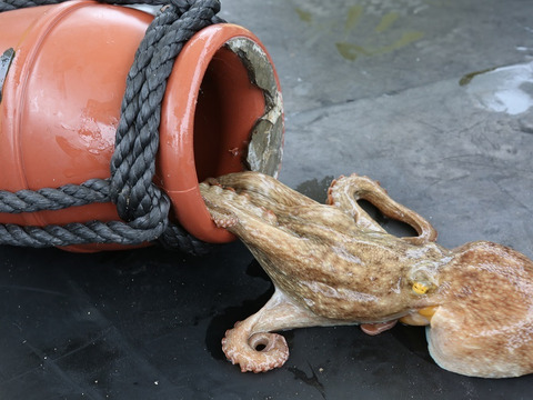 【お中元】満足度★★★★★《2袋セット》プリコリたこの唐揚げ➡喜ばれます！