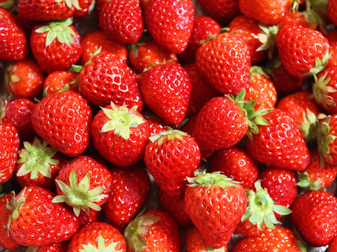 【いちごジャム向け】いちごたくさん採れちゃいました♪箱詰め1㎏