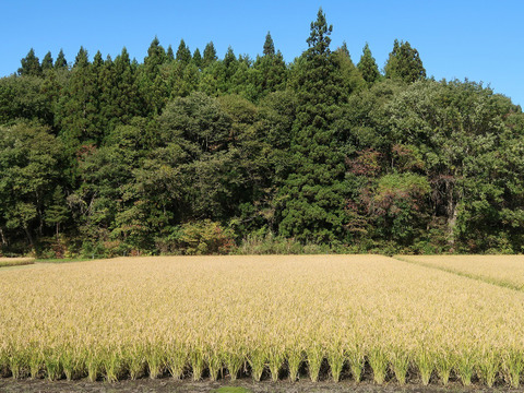 自然栽培（農薬・有機化学肥料不使用）のお米！ 玄米２kg　令和４年産