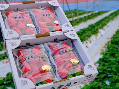 食べ比べ『肥後こまち』と『ゆうべに』ご家庭用パック 各250g×2p