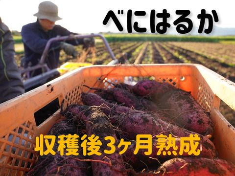 🍠熟成べにはるか🍠千葉県産さつまいも5kg【農薬化学肥料不使用・土付き】