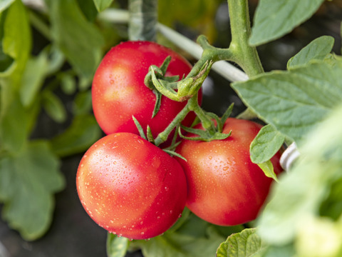 【北海道産】🍅樹上熟3段採り🍅桃太郎トマト2kg箱〈正品〉