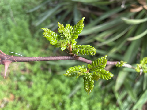 【順次発送中】当日採取でお届け 天然物 山椒の木の芽 若芽 40g 山菜 宮城県西根の森