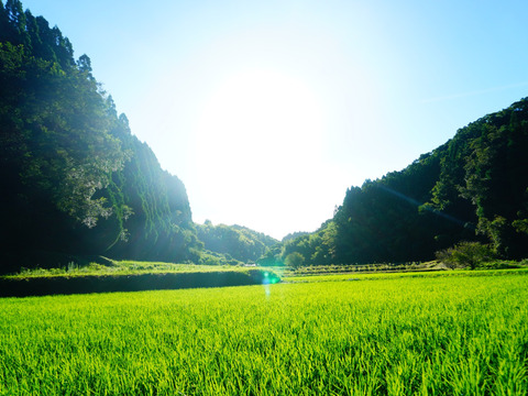 令和７年度産自然栽培新米　熊本県菊池産　森のくまさん　玄米１０ｋｇ