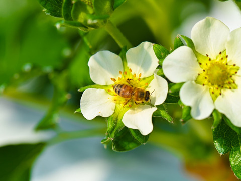 古都華 2Lサイズ1箱(280g×2p)