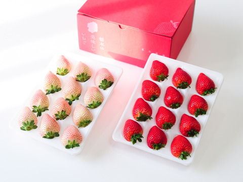 『とちあいか/ミルキーべりー　ゆりかーご』紅白！贈答用厳選！2パック18～30粒【ゆりかーご】900g以上　※熨斗対応・日付指定可※