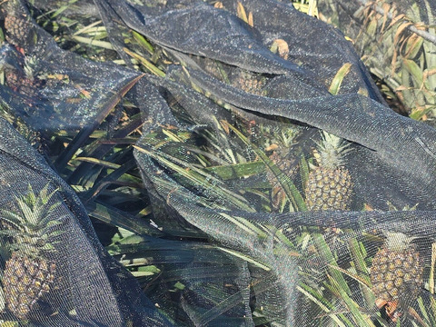 パインの最高峰🍍ジューシーで極上の甘さ！沖縄県産『ゴールドバレル』1.6kg~  1玉