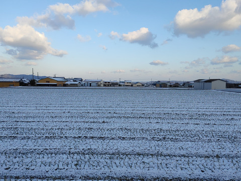 大好評，地層が違う淡路島、訳あり新玉ねぎ七宝早生(風袋込み3キロ)