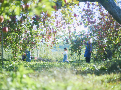 【農薬半減達成】立科町産サンふじ🍎糖度15度以上！たっぷり果汁の高原りんご〈ご家庭用5kg〉