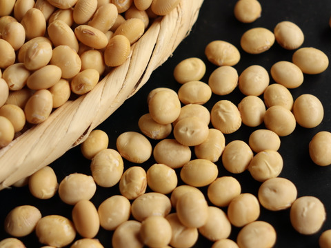 ◎自然栽培◎くるみ豆 600g《令和6年・山形県鶴岡産》