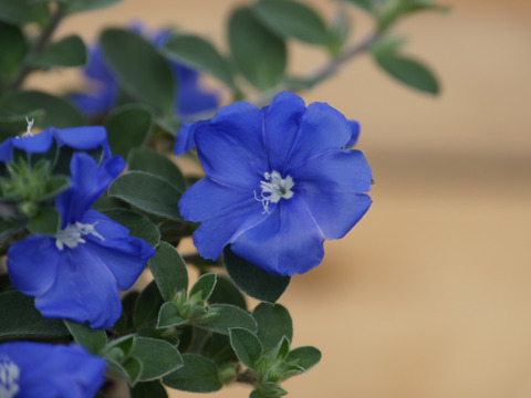 耐暑性花付き抜群！PWエボルブルス(アメリカンブルー) ブルーラグーン[9cmロング] ［あわせ買い対象商品は3つまで同梱可］