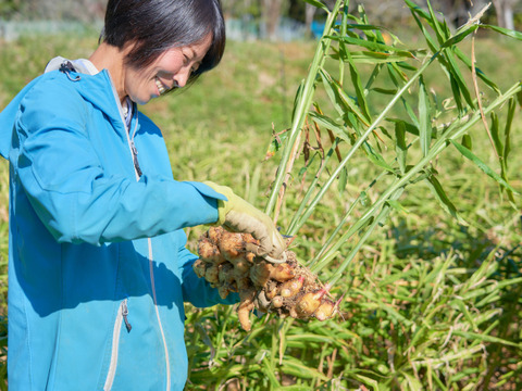 新生姜　べにはるかセット【農薬・化学肥料 不使用】