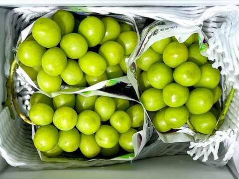 シャインマスカット約1.7㎏ （３房）☆9/7 - 9/18 発送予定　　　爽やかな香りと高貴な甘さ　
　　　種なしで皮ごと楽しめる人気の女王