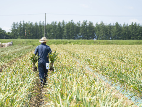 ワレ、カケあり北海道十勝鎌田農園の至高にんにく　1ｋｇ