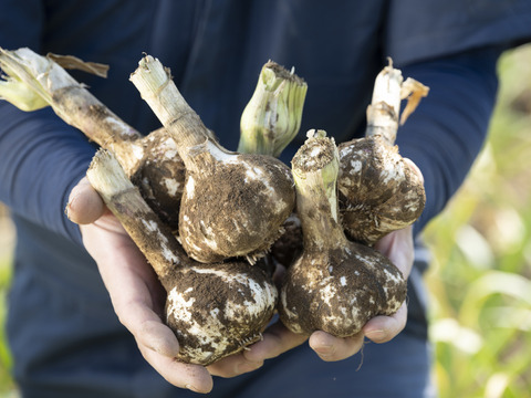 ワレ、カケあり北海道十勝鎌田農園の至高にんにく　1ｋｇ