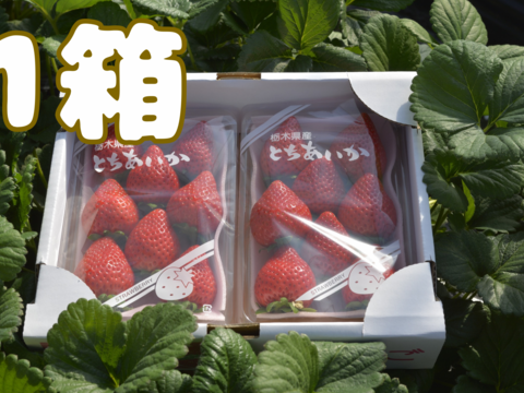 完熟とちあいか　約300g×2P