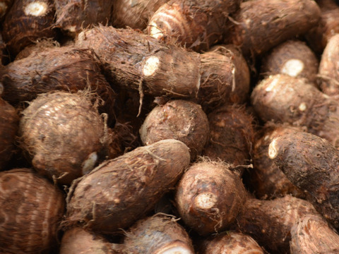 【お得用里芋】土垂　2kg（サイズ無選別）