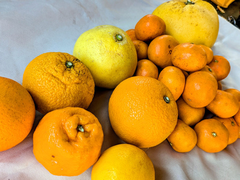 【自然栽培】【柑橘食べ比べ】　7種詰め合わせ　限定 ５ｋ 色んな味や香りを楽しめます